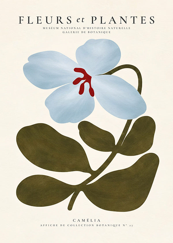 Botanischer Druck Blaue Kamelie