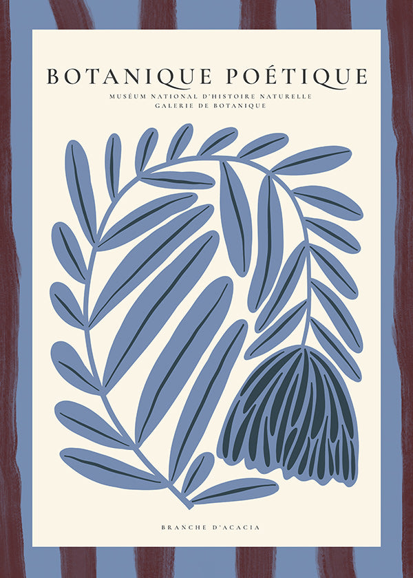 Botanischer Druck: stilisierte blaue Akazie