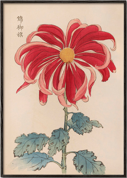 Botanischer Druck Japanische Chrysantheme Rot