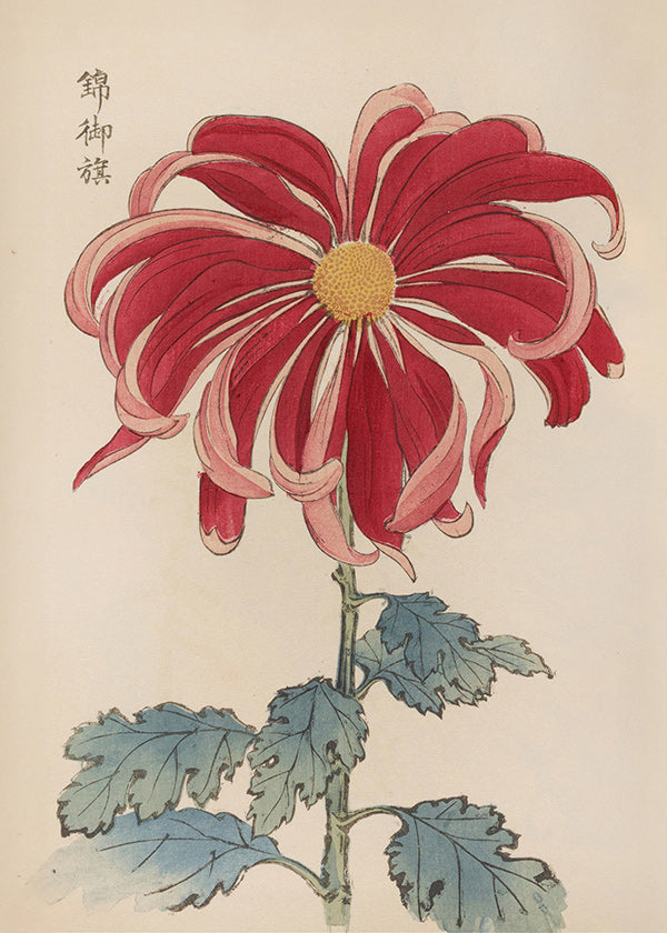 Botanischer Druck Japanische Chrysantheme Rot