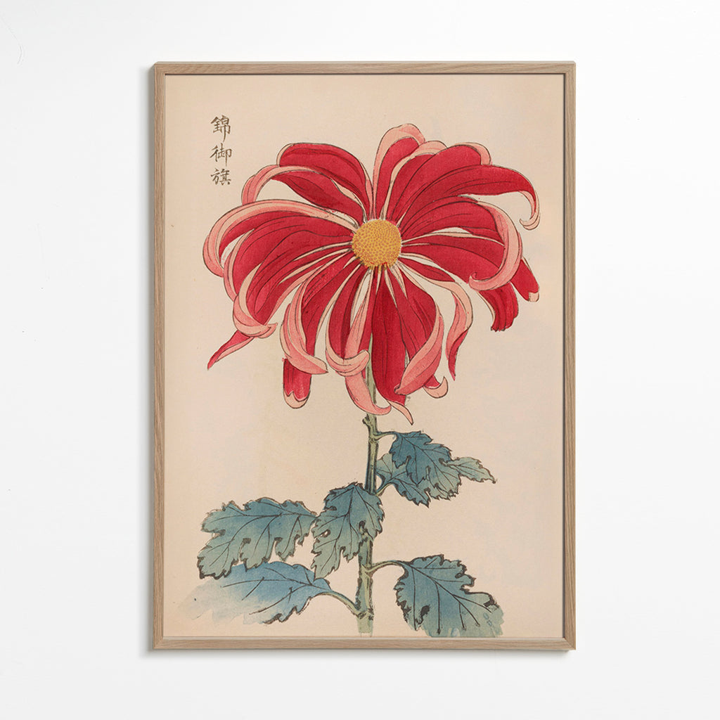Botanischer Druck Japanische Chrysantheme Rot