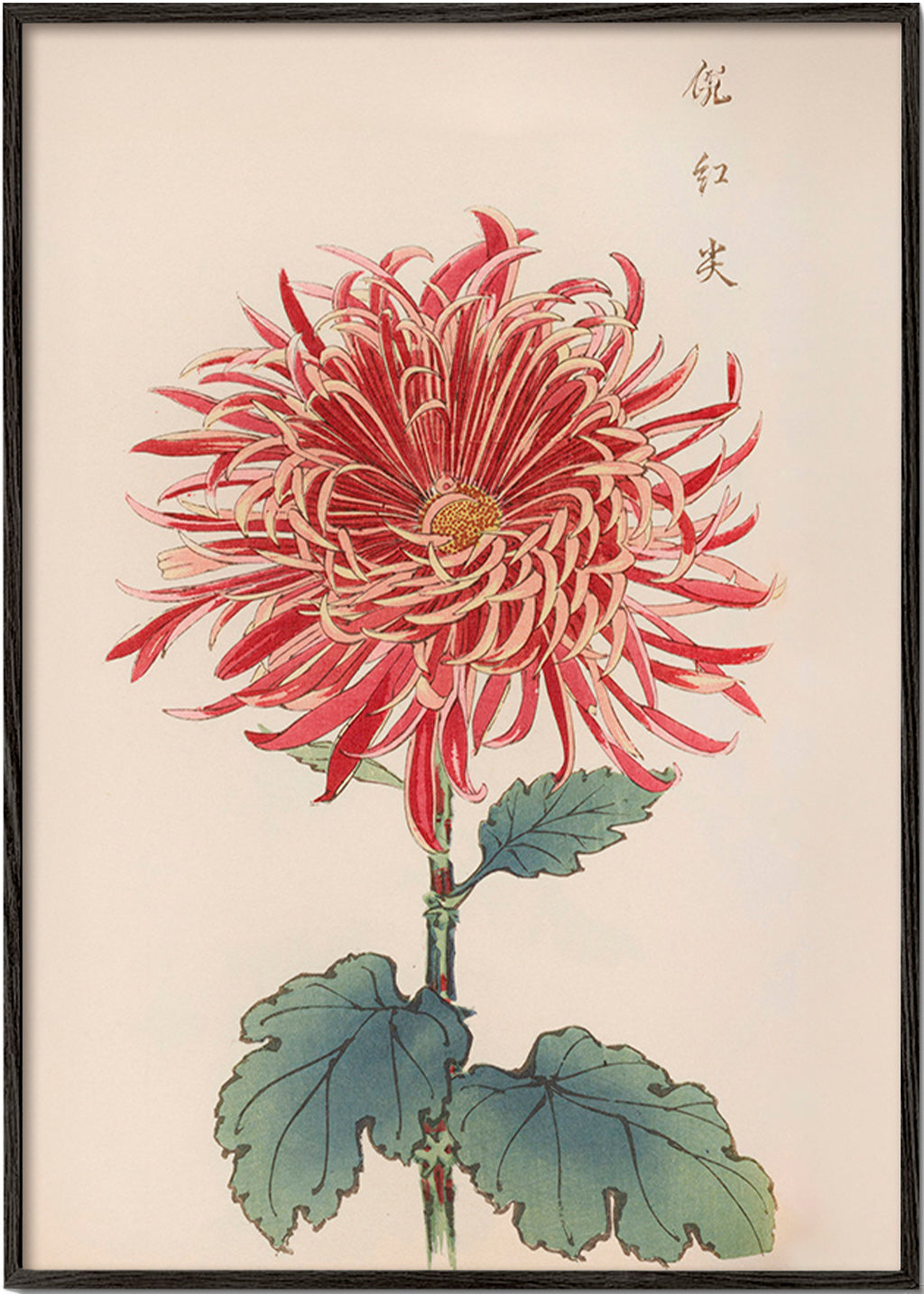 Botanischer Druck Rote Chrysantheme Detail