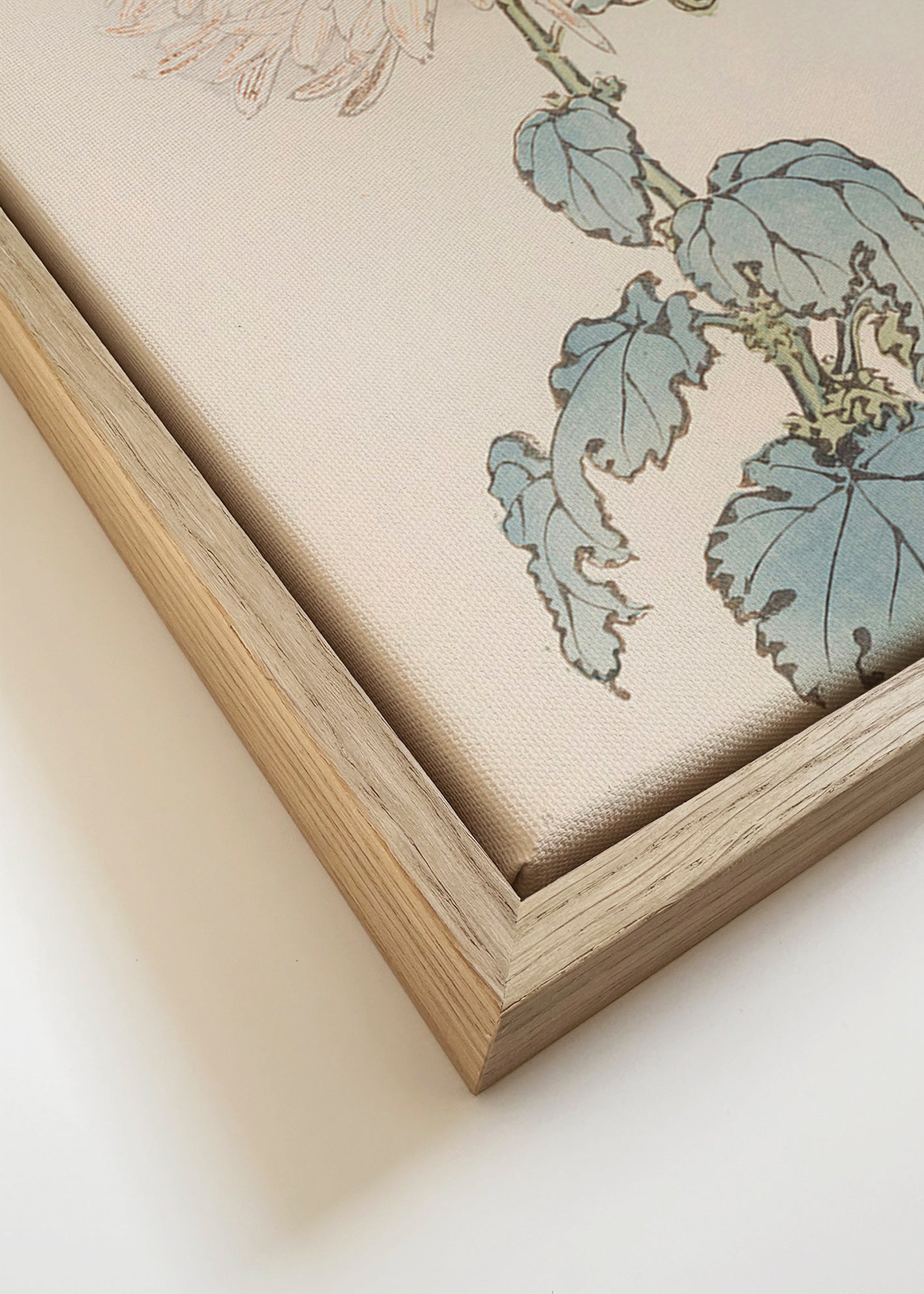 Botanischer Druck: Japanische Chrysantheme Detail