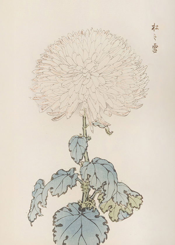 Botanischer Druck: Japanische Chrysantheme Detail