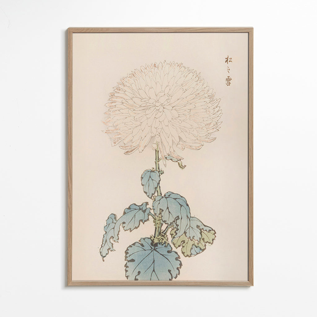 Botanischer Druck: Japanische Chrysantheme Detail