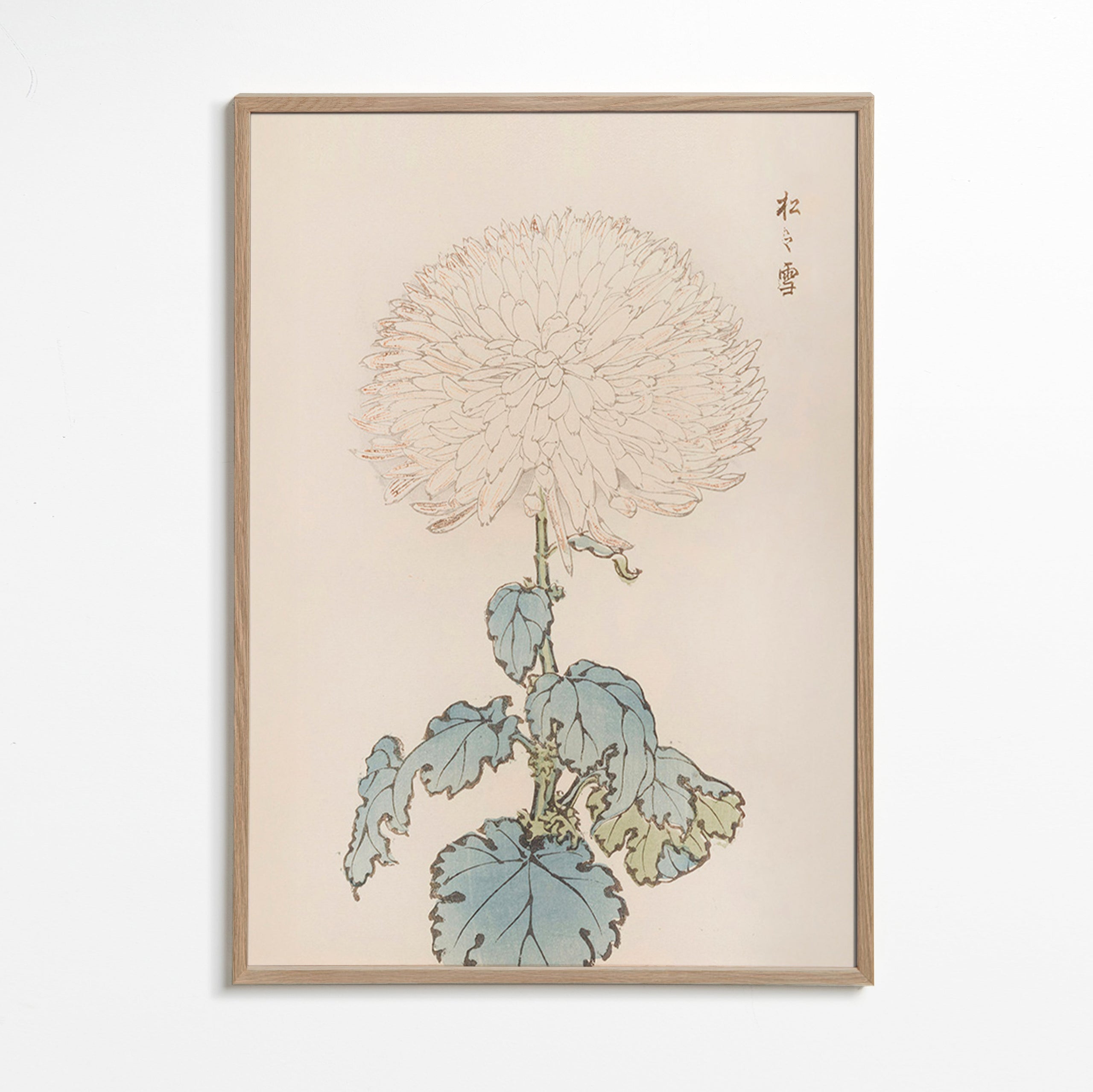 Botanischer Druck: Japanische Chrysantheme Detail
