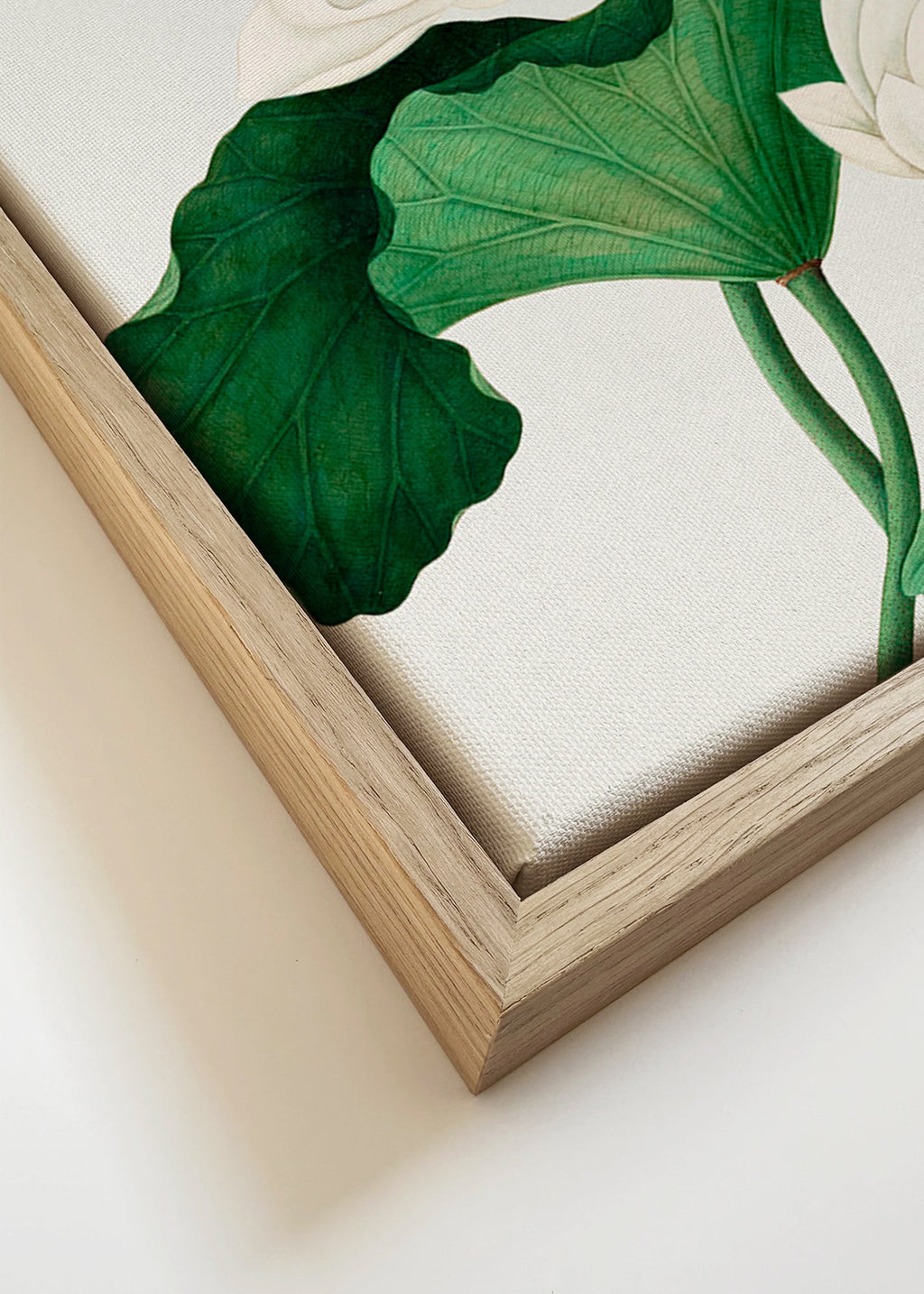 Botanischer Druck Weißer Lotus Studie