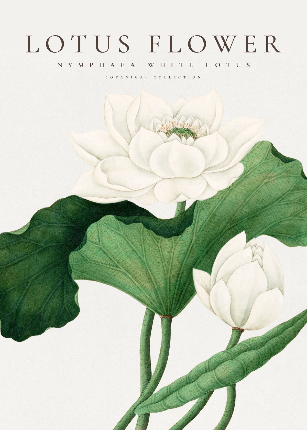 White Lotus Flower - Unframed art print