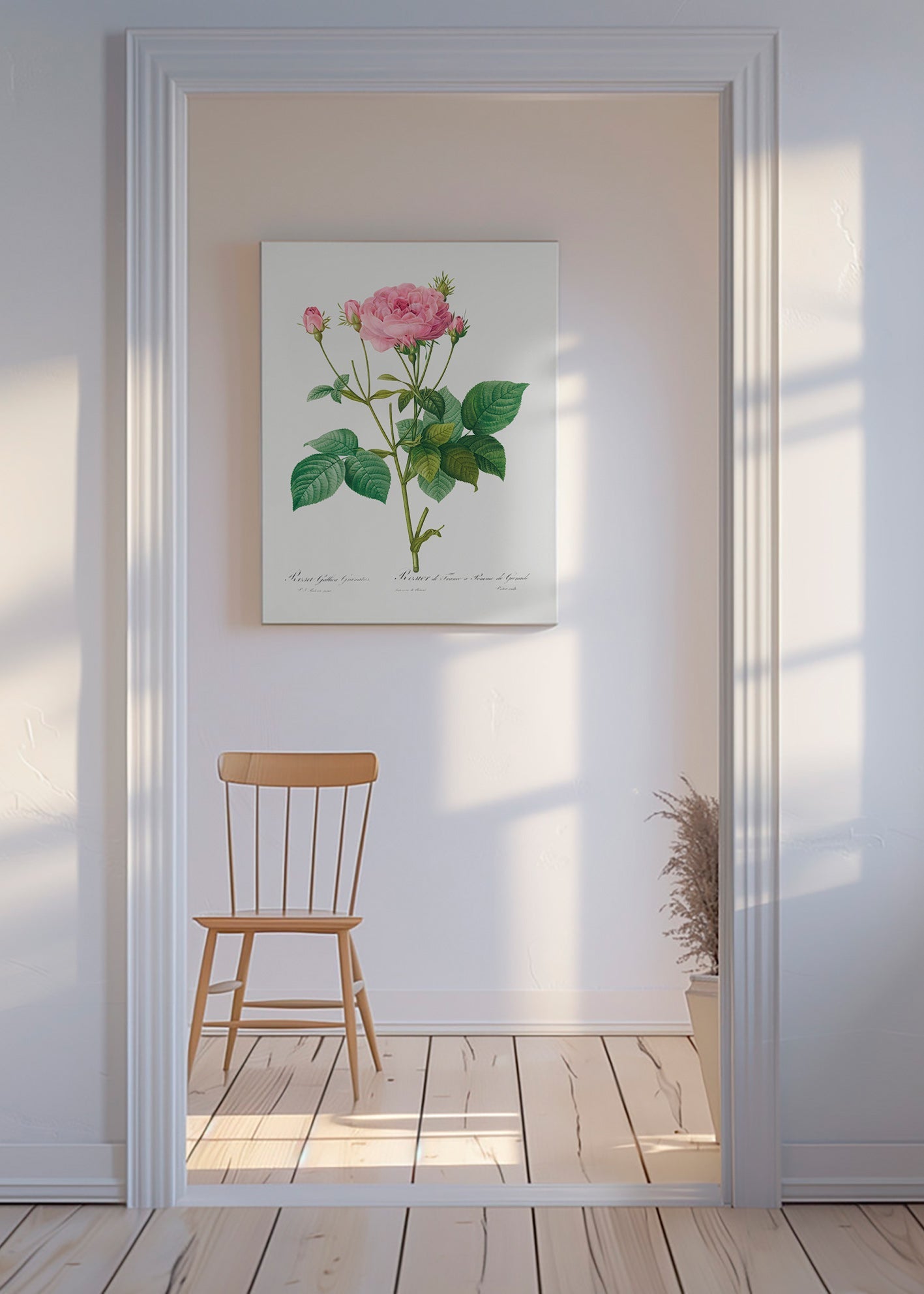 Lámina botánica Rosa Gallica – Canvas