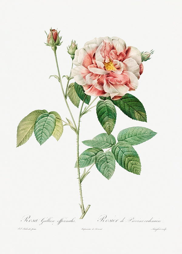 Lámina botánica Rosa Gallica en lámina científica