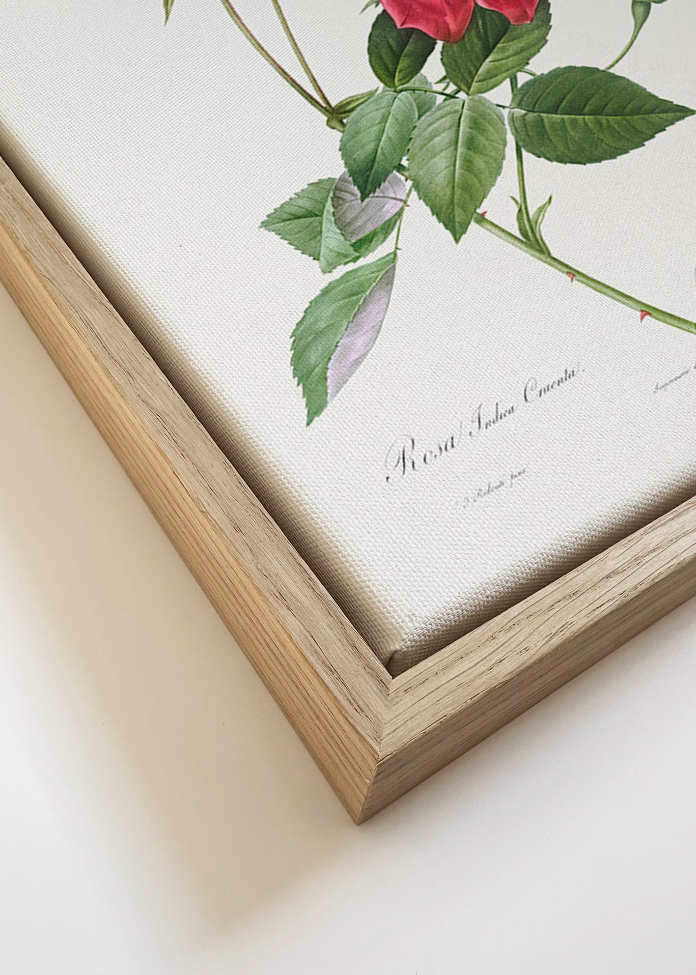 Lámina botánica con rosa roja en primer plano – Canvas detail