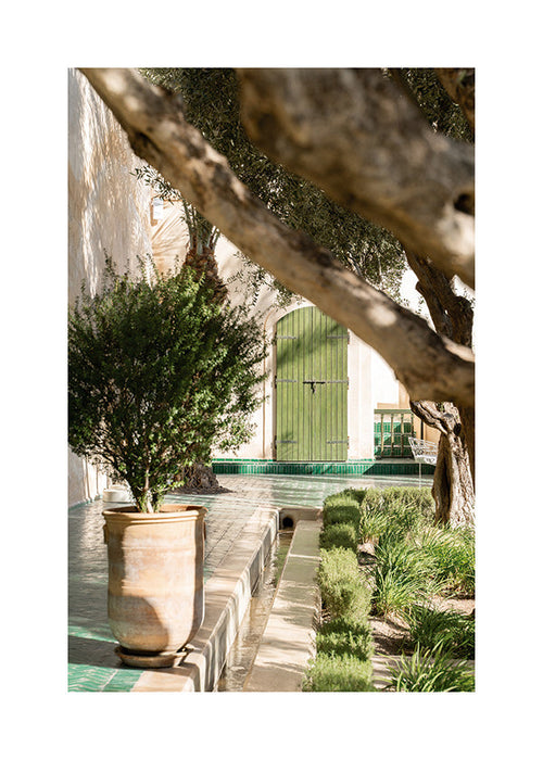 Lámina botánica de patio mediterráneo