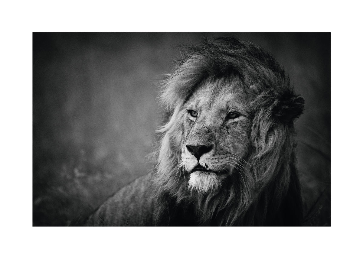 Regal - Unframed art print
