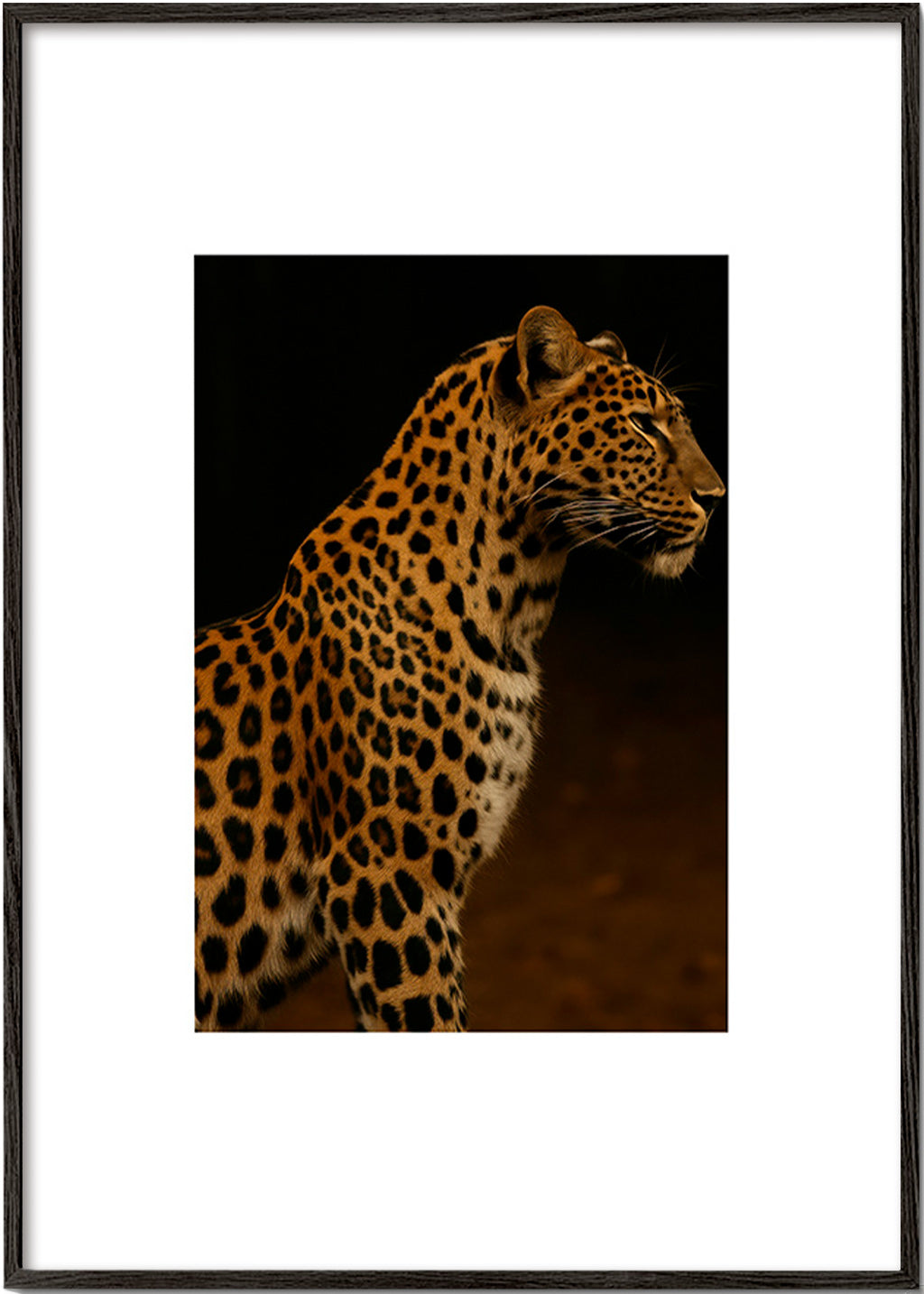 Cuadro leopardo perfil en estudio – Black Frame