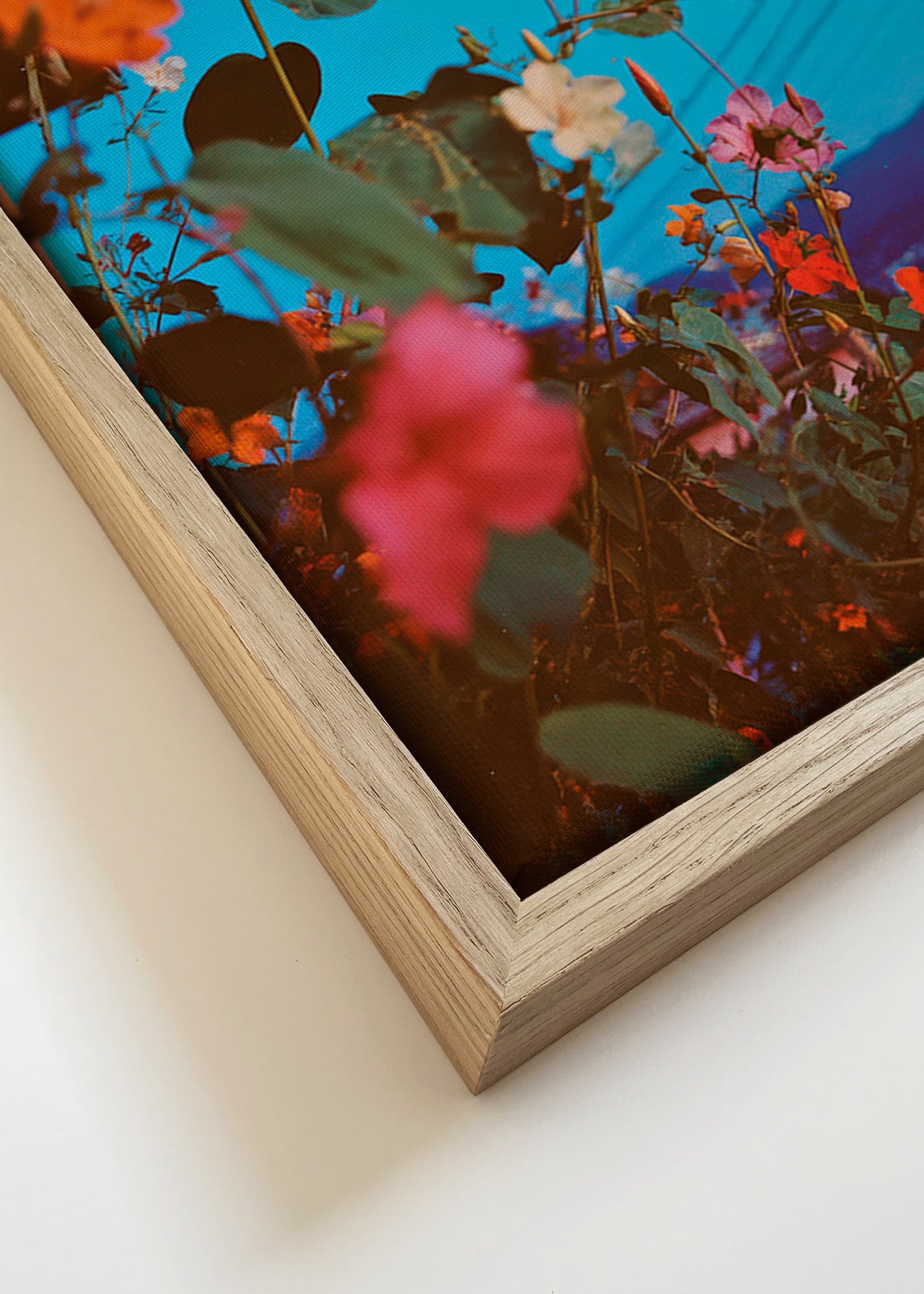 Botanischer Druck: Bougainvillea bei Dämmerung
