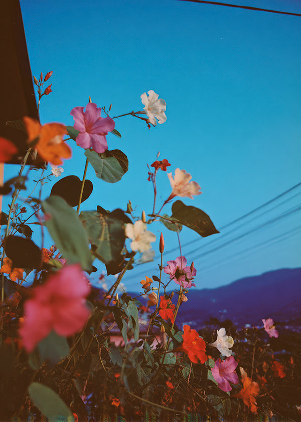 Botanischer Druck: Bougainvillea bei Dämmerung