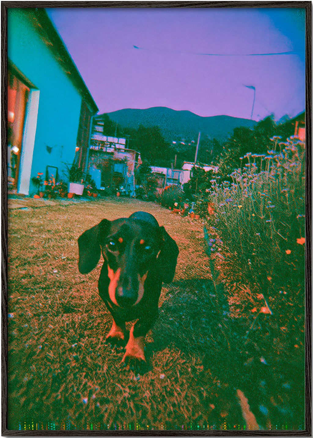 Hund im Dämmerlicht