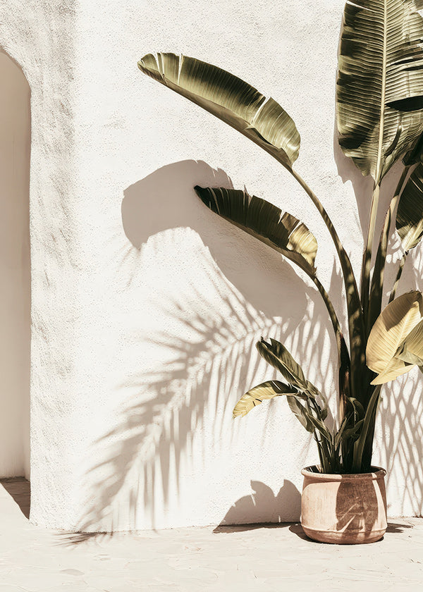 Botanischer Druck: Topfpalme