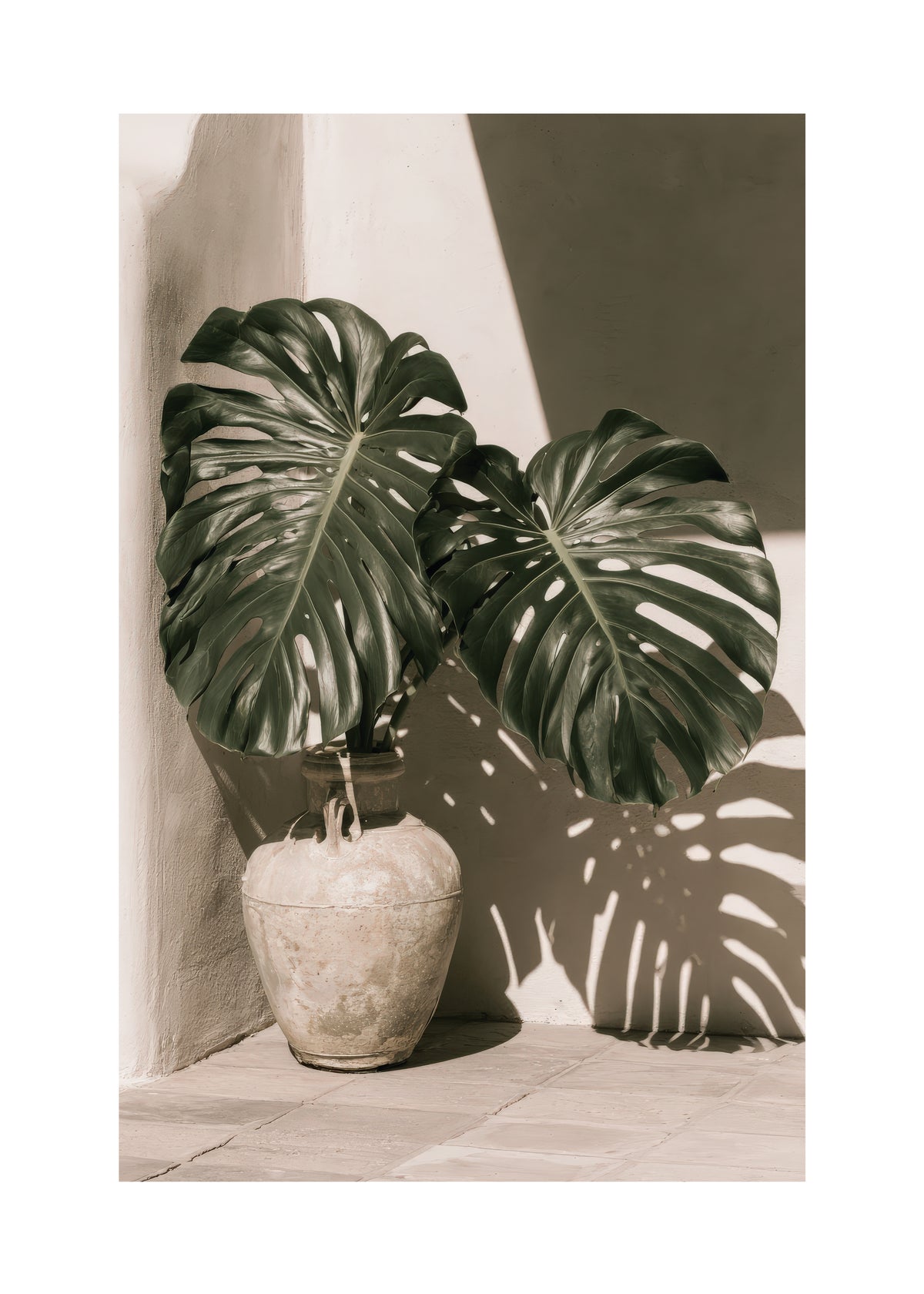 Monstera Shadow - Unframed art print